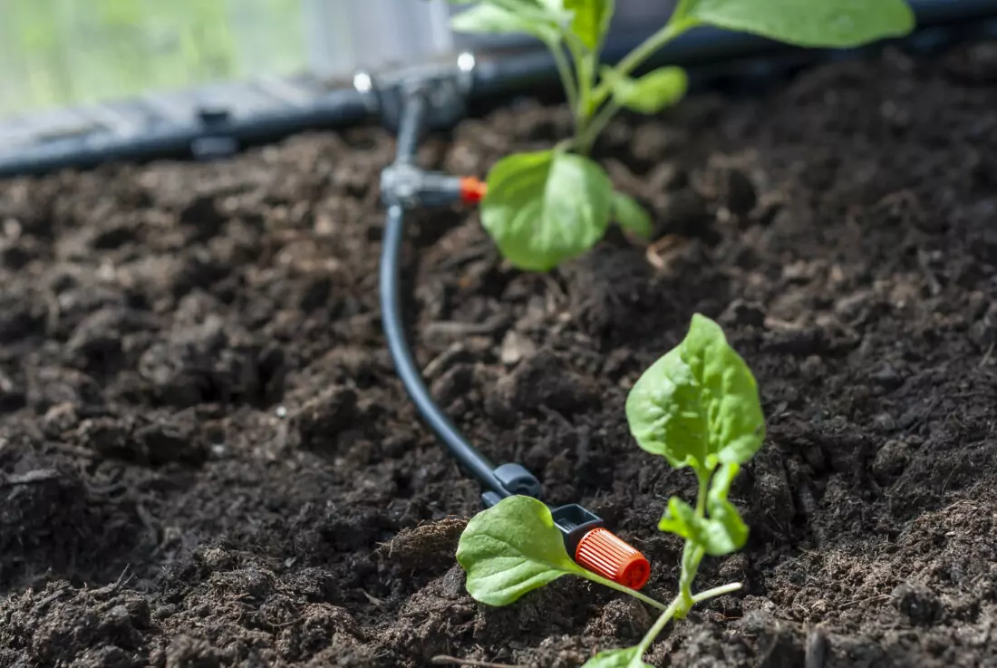 Micro-Drip-System an Jungpflanzen im Beet