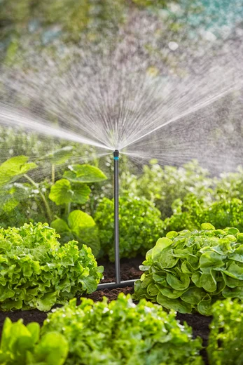 Sprinkler bewässert Gemüsebeet