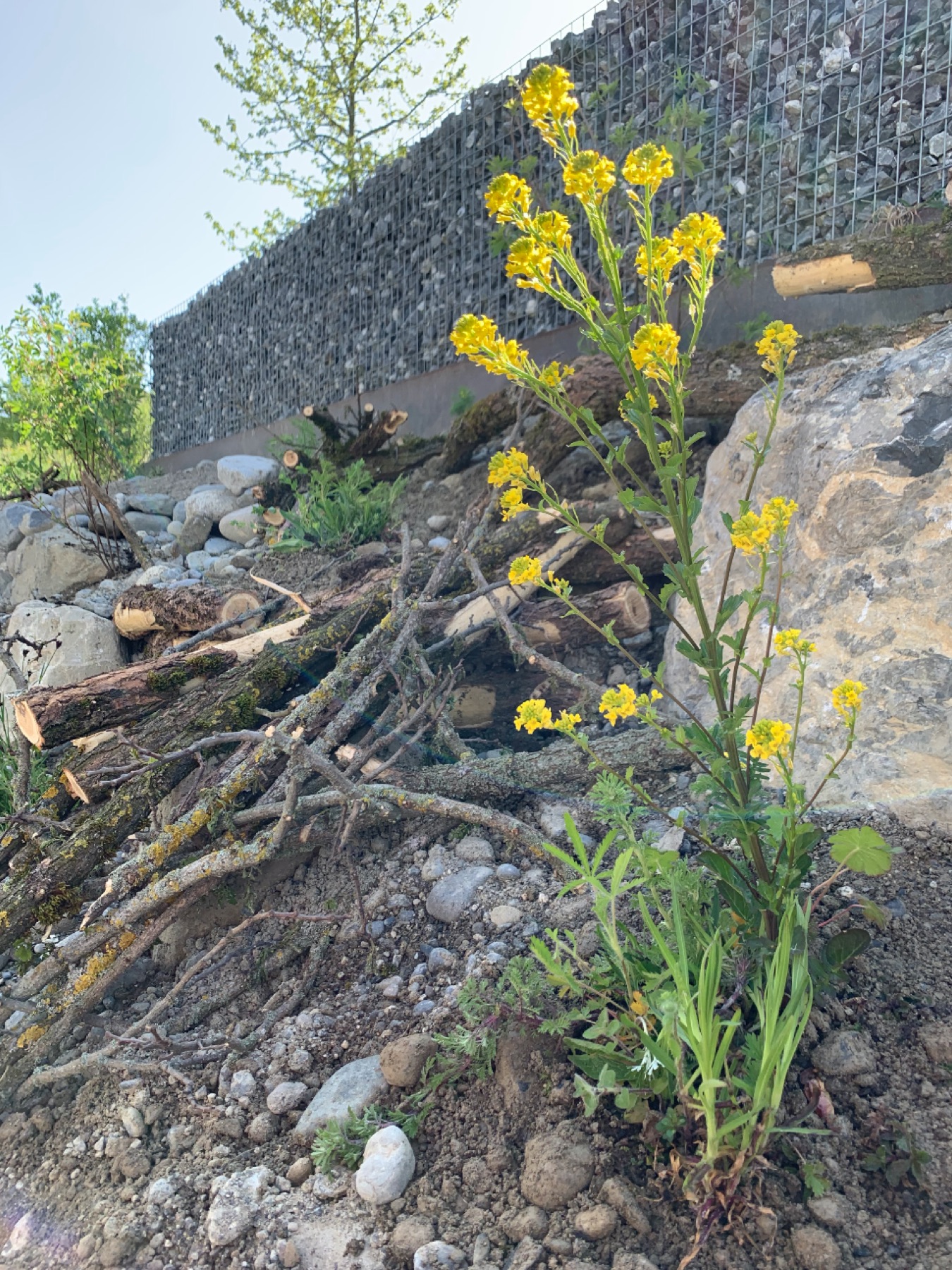 Gabionenmauer mit Wildblumen und Totholz